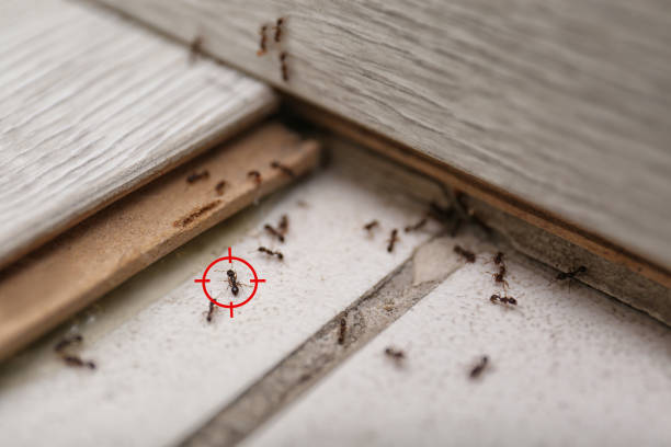 Best Wasp Removal Services  in Mount Pleasant, TN