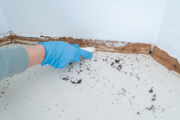 Insect Control in Mount Pleasant, TN